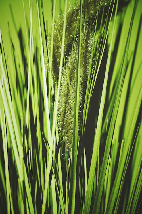 Close up of Green Plants