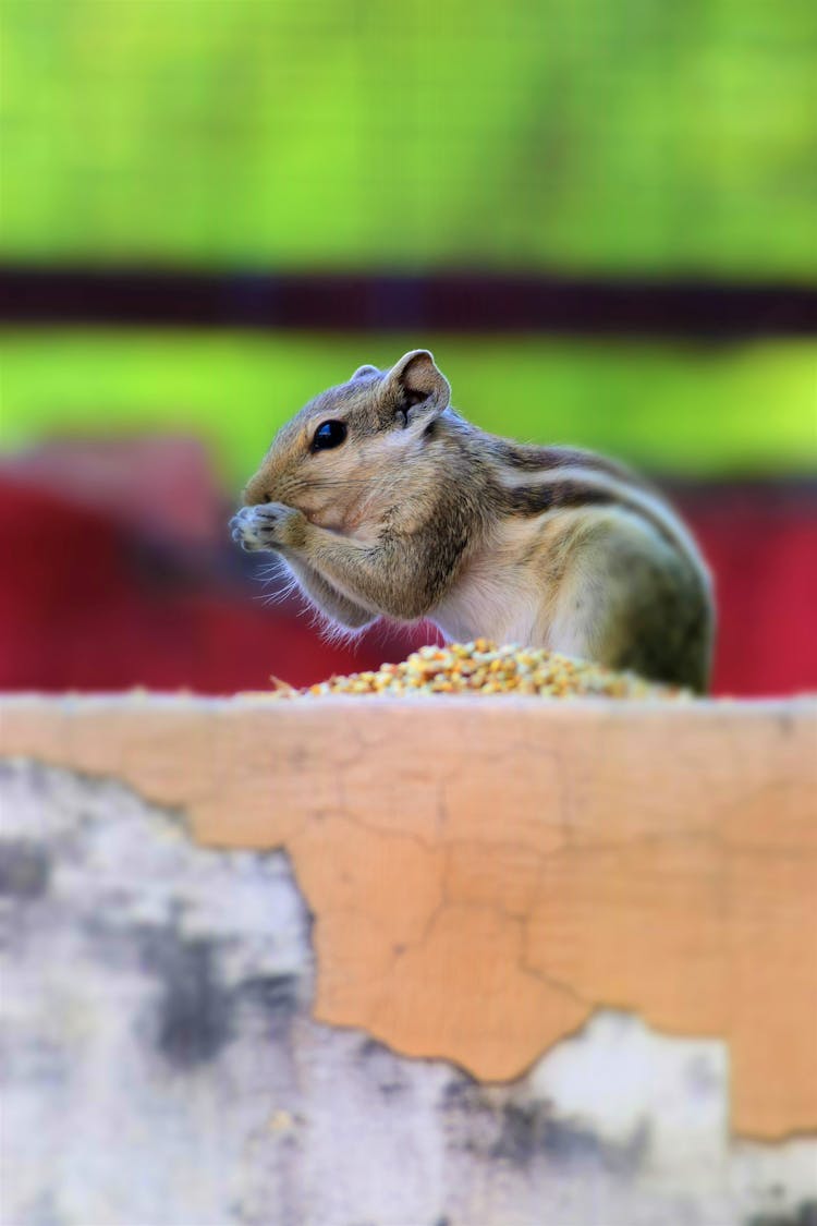 Squirrel Eating Nuts