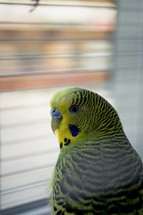 Free Green and Yellow Bird in Tilt Shift Lens Stock Photo