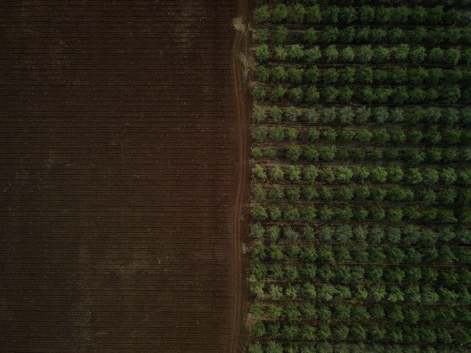 Terreno con vegetación por evaluar antes de una compra