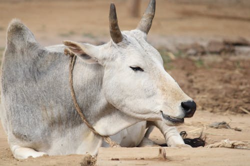 Δωρεάν στοκ φωτογραφιών με αγελάδα, άμμος, βόδια