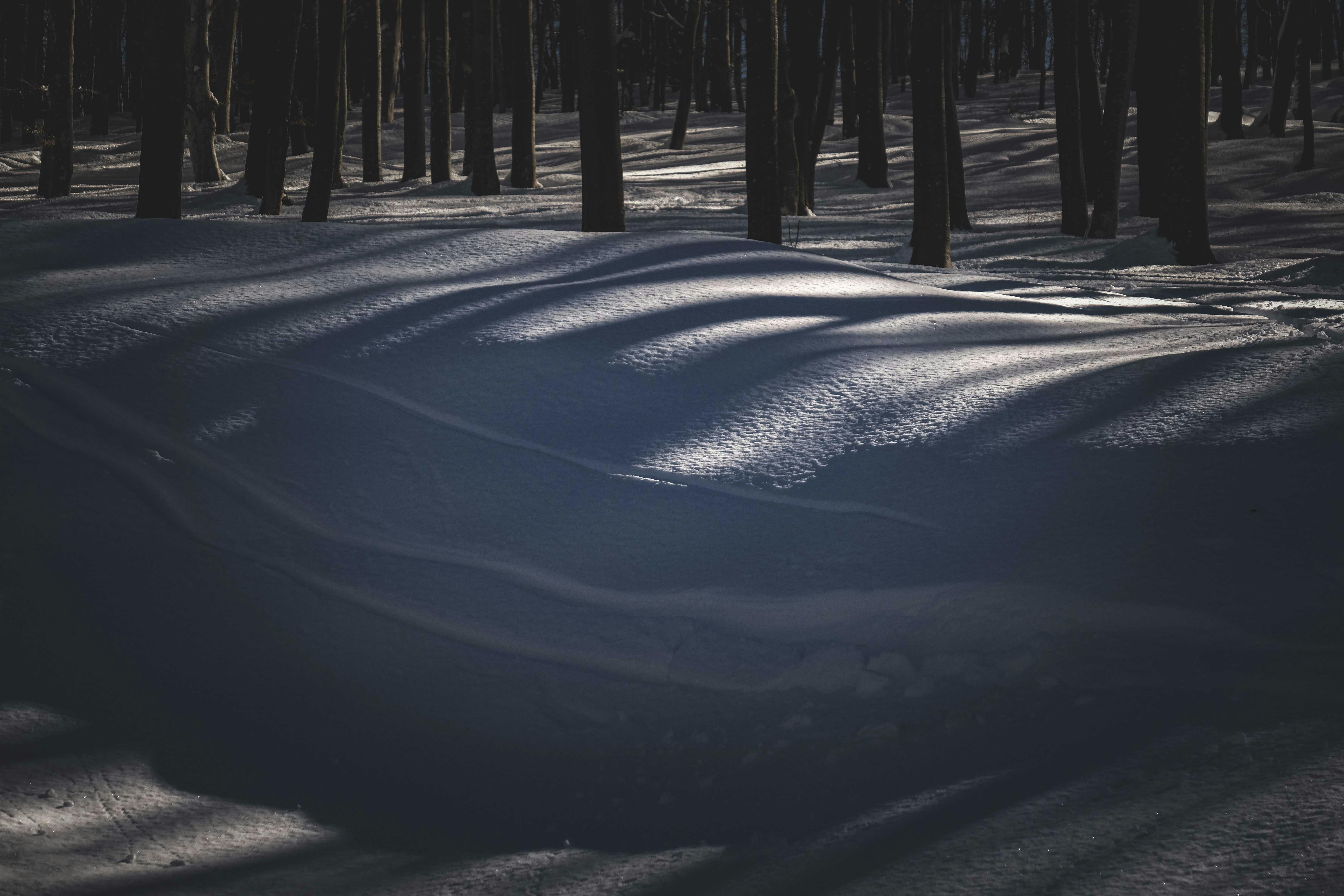 What temperature prevents mold growth?