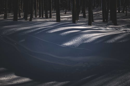 Fotobanka s bezplatnými fotkami na tému biela, biely, chladný