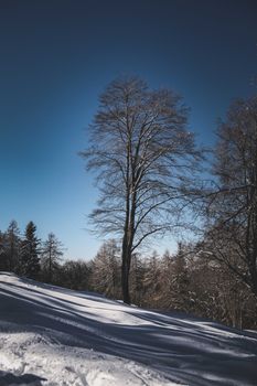 Tall tree growing on white field covered with snow against blue sky and dense forest on cold winter day in nature