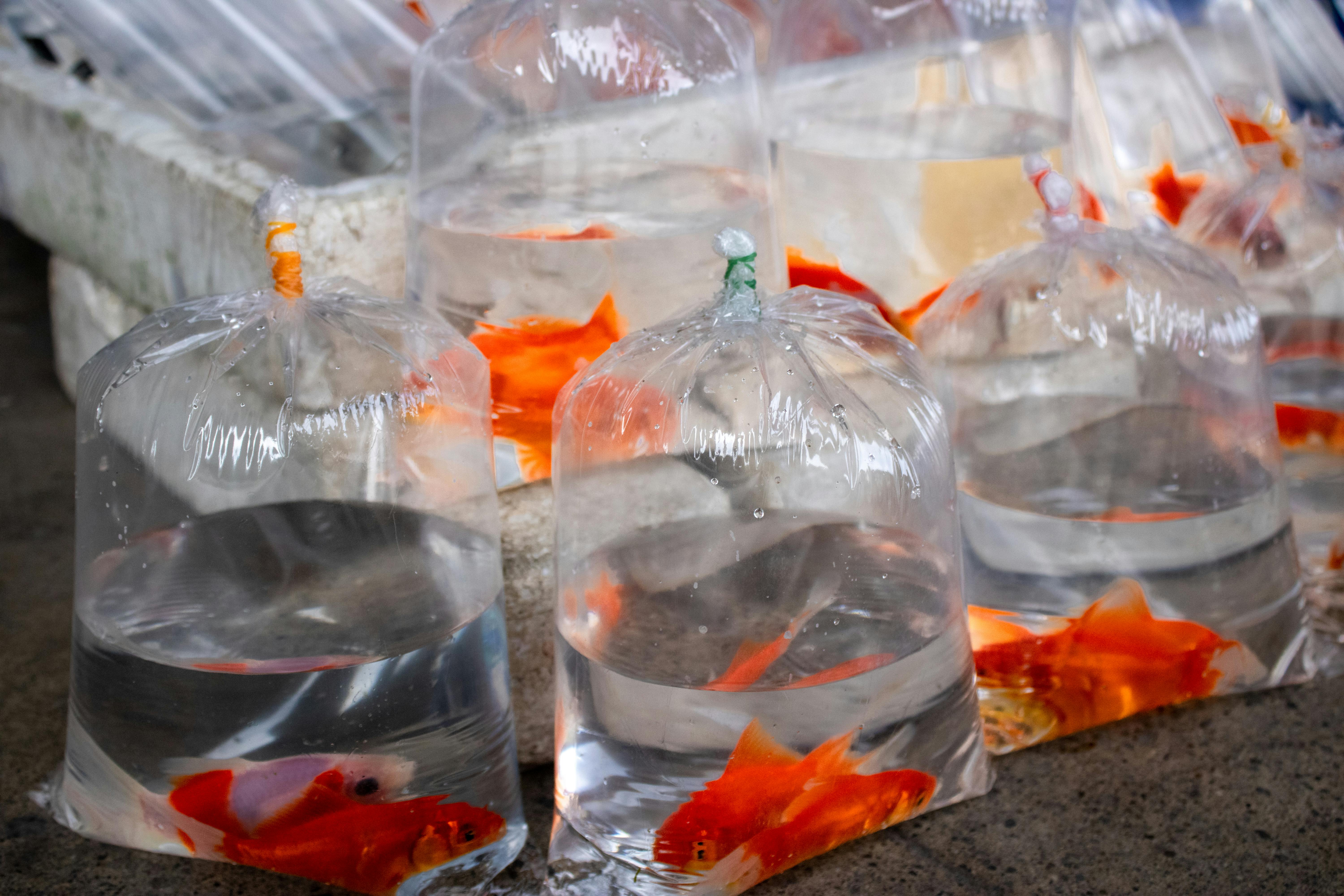 We can't stop staring at these otherworldly goldfish bags -  HelloGigglesHelloGiggles