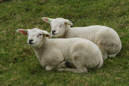 Безкоштовне стокове фото на тему «вівці, лежить, луг»