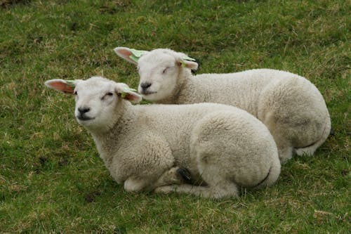 Imagine de stoc gratuită din animale de fermă, câmp, fermă