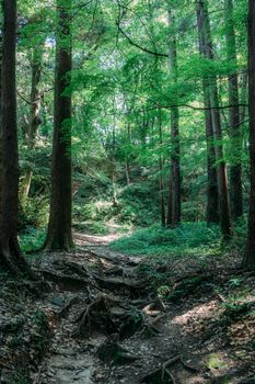 A tranquil forest scene with tall trees and a serene pathway leading deeper into nature.