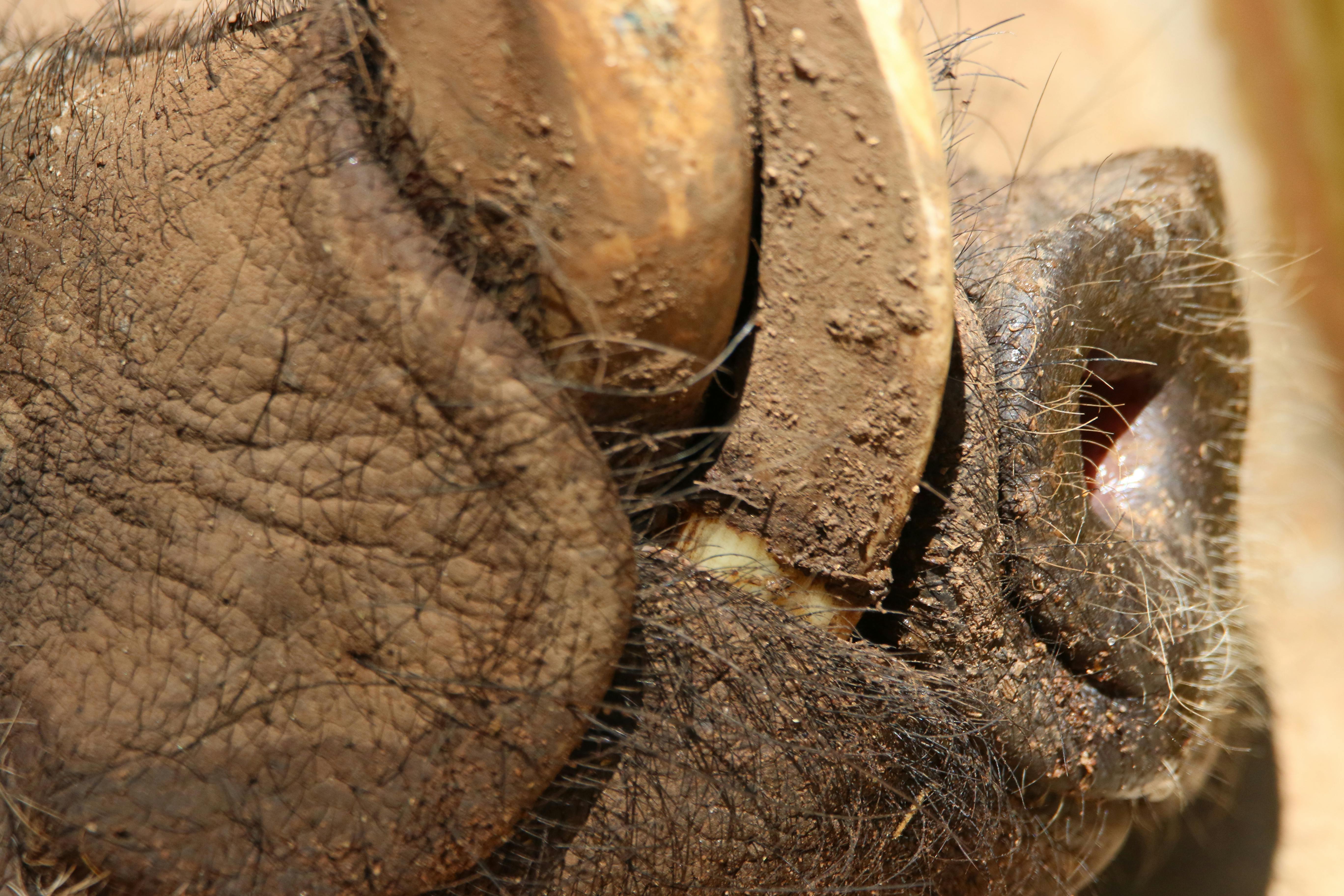 Free stock photo of animal, dirty, nature