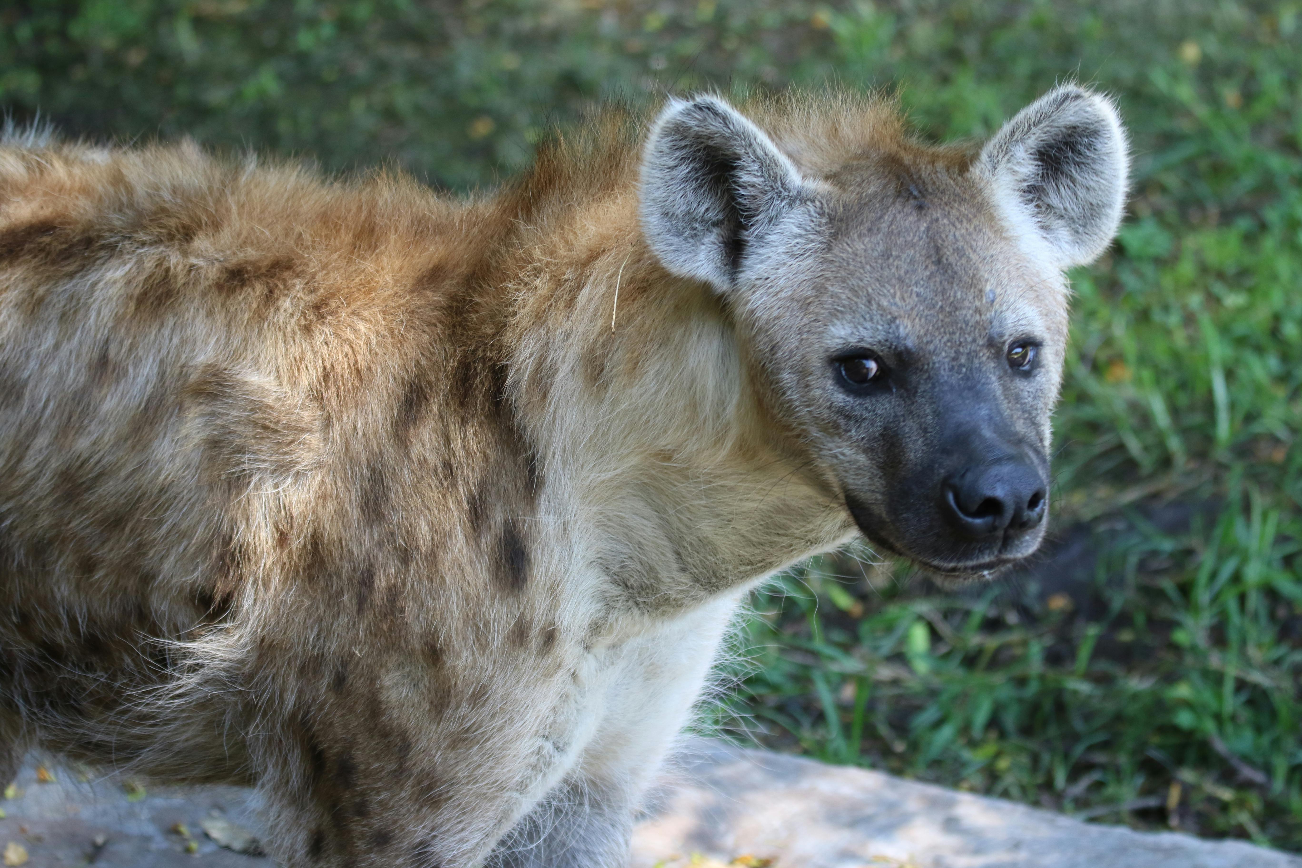 Free stock photo of dog, green grass, hyena