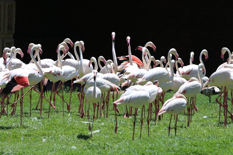 Flock Of White Flamingoes