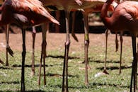 阳光明媚的户外草地上，站着一群充满活力的长腿火烈鸟