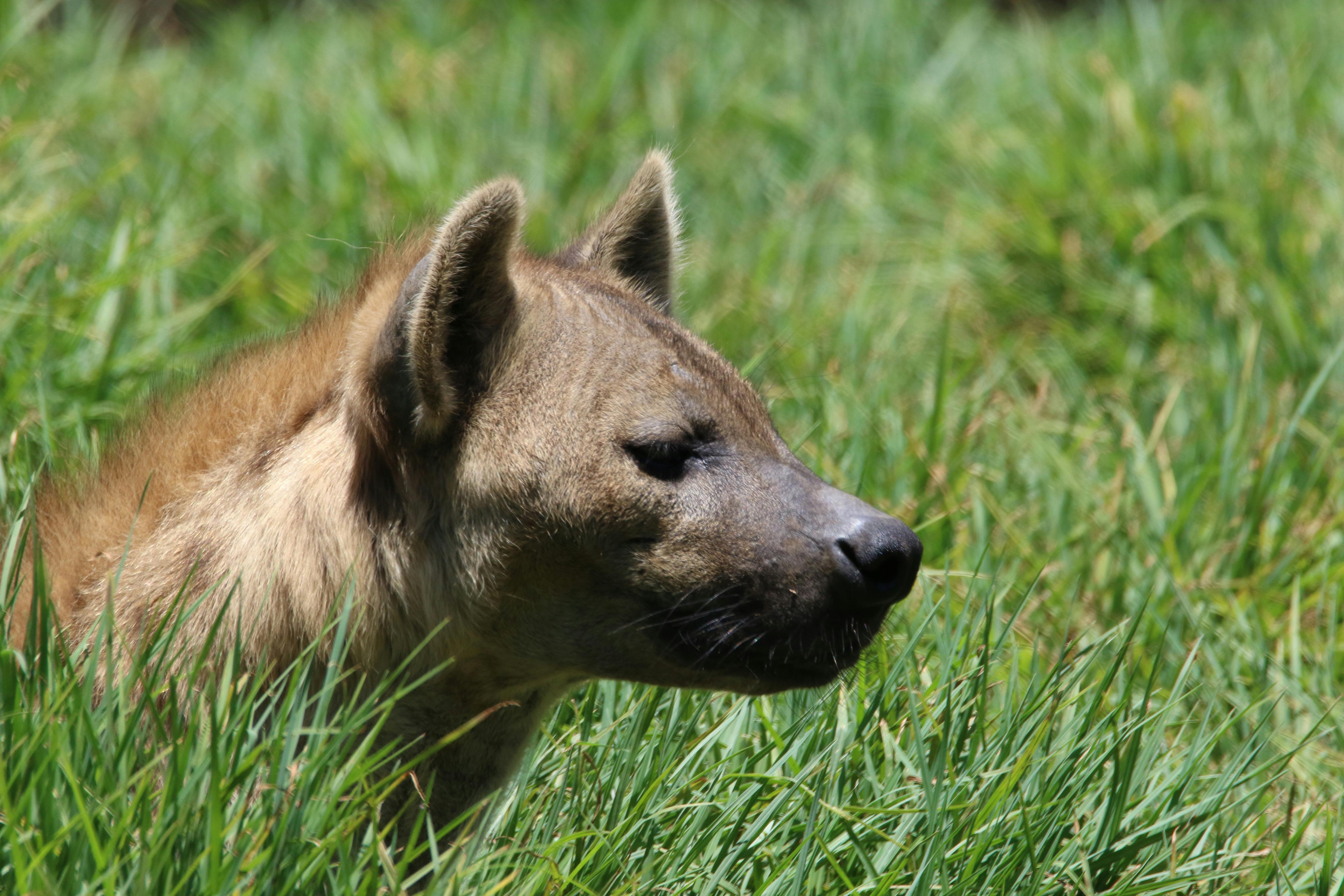 brown short coated dog on green grass field