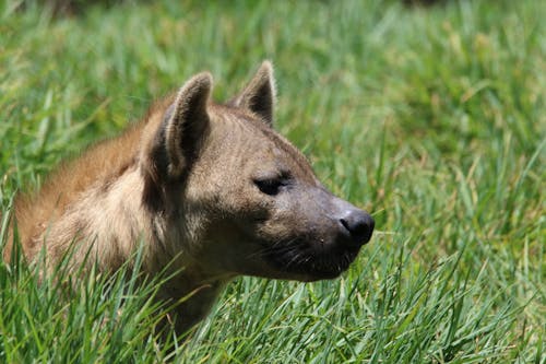 бесплатная Коричневая короткошерстная собака на поле зеленой травы Стоковое фото