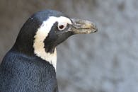 非洲企鹅特写肖像，背景模糊