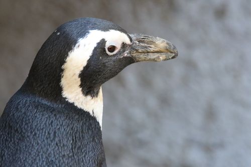 Free A close-up portrait of an African Penguin with a blurred background. Stock Photo
