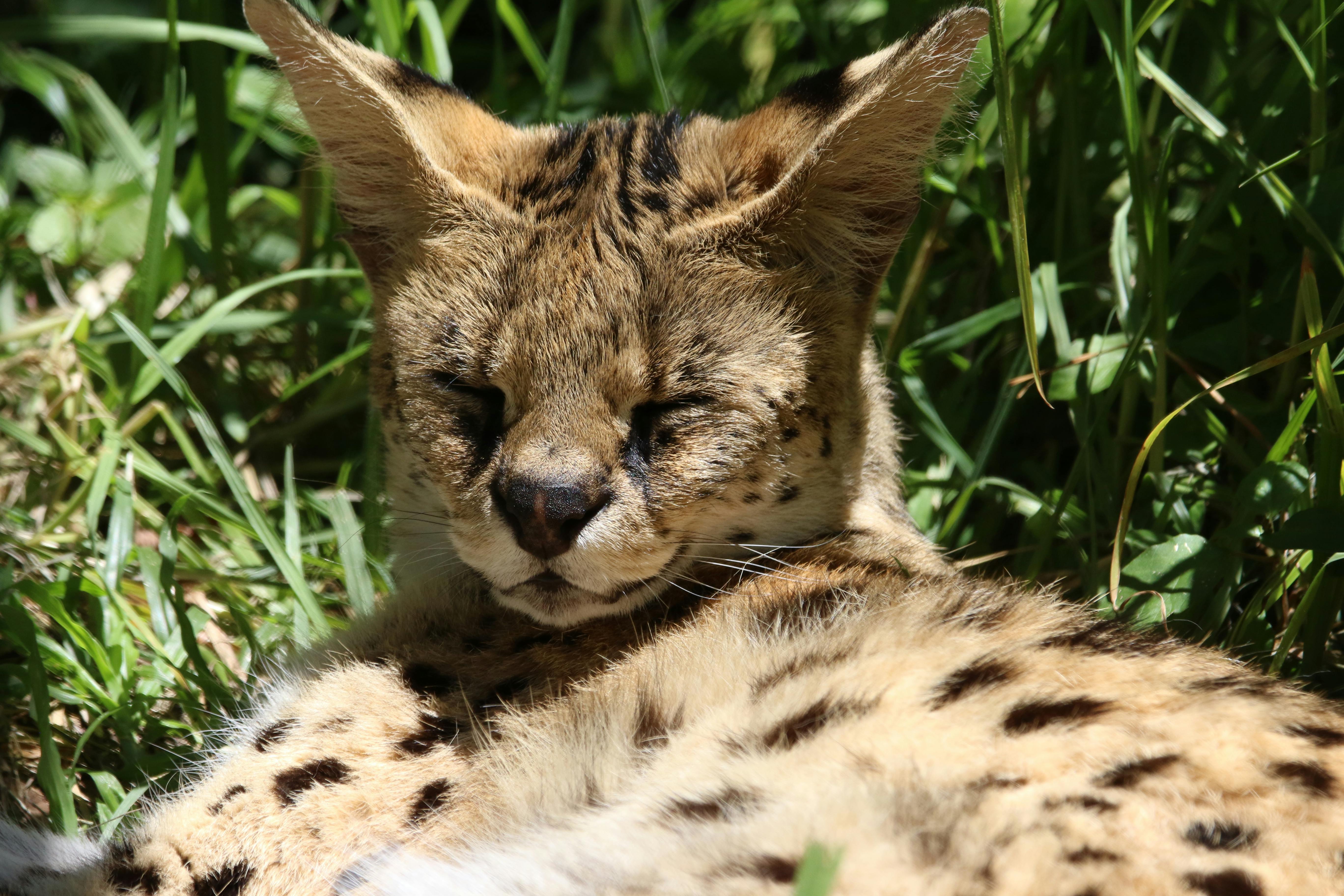 Free stock photo of animal, cat, dots