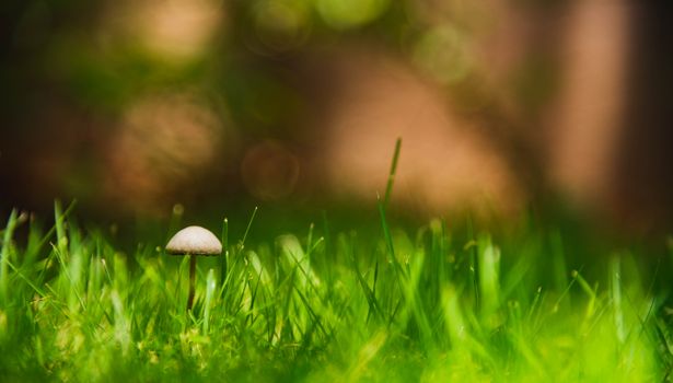 A close-up shot of a mushroom surrounded by vibrant green grass and a blurred natural background.