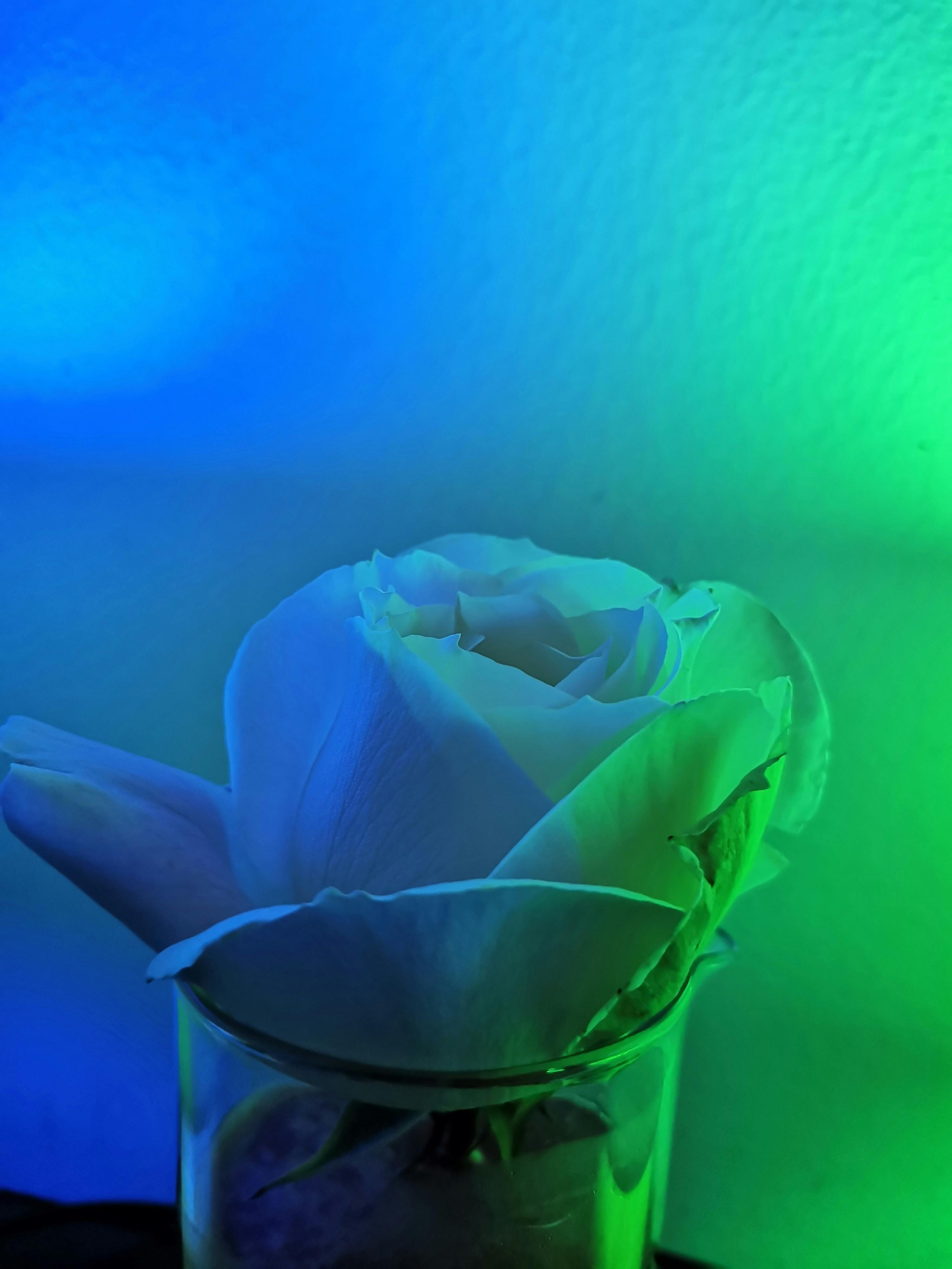 Driver reviewing privacy settings in telematics-based car insurance app