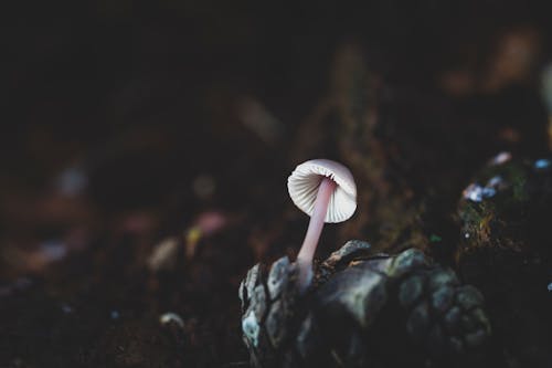 Free Close Up Photo of Mushroom  Stock Photo
