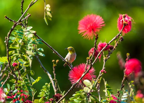 Green Bird Perched on the Tree Branch