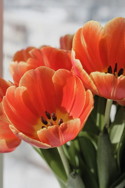 Close-Up Shot of Orange Tulips in Bloom