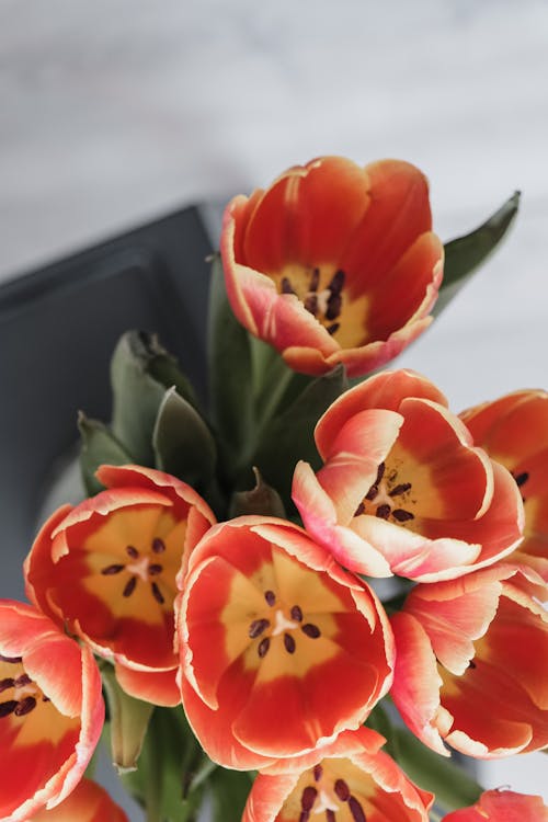 Close-Up Shot of Orange Flowers