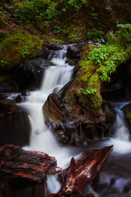 Free Experience the tranquil beauty of a small moss-covered waterfall flowing through an Oregon forest. Stock Photo