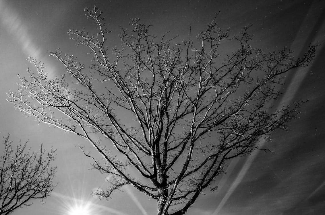 Grayscale Photography of Bare Tree