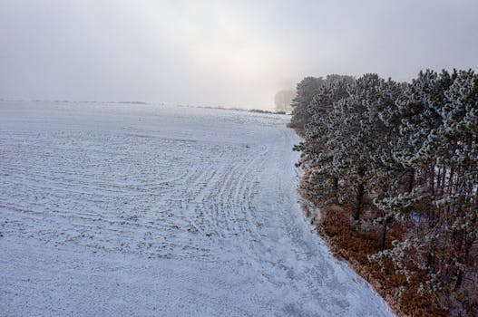 Aerial view of a snow-covered field and trees in Lake City, Minnesota during winter.