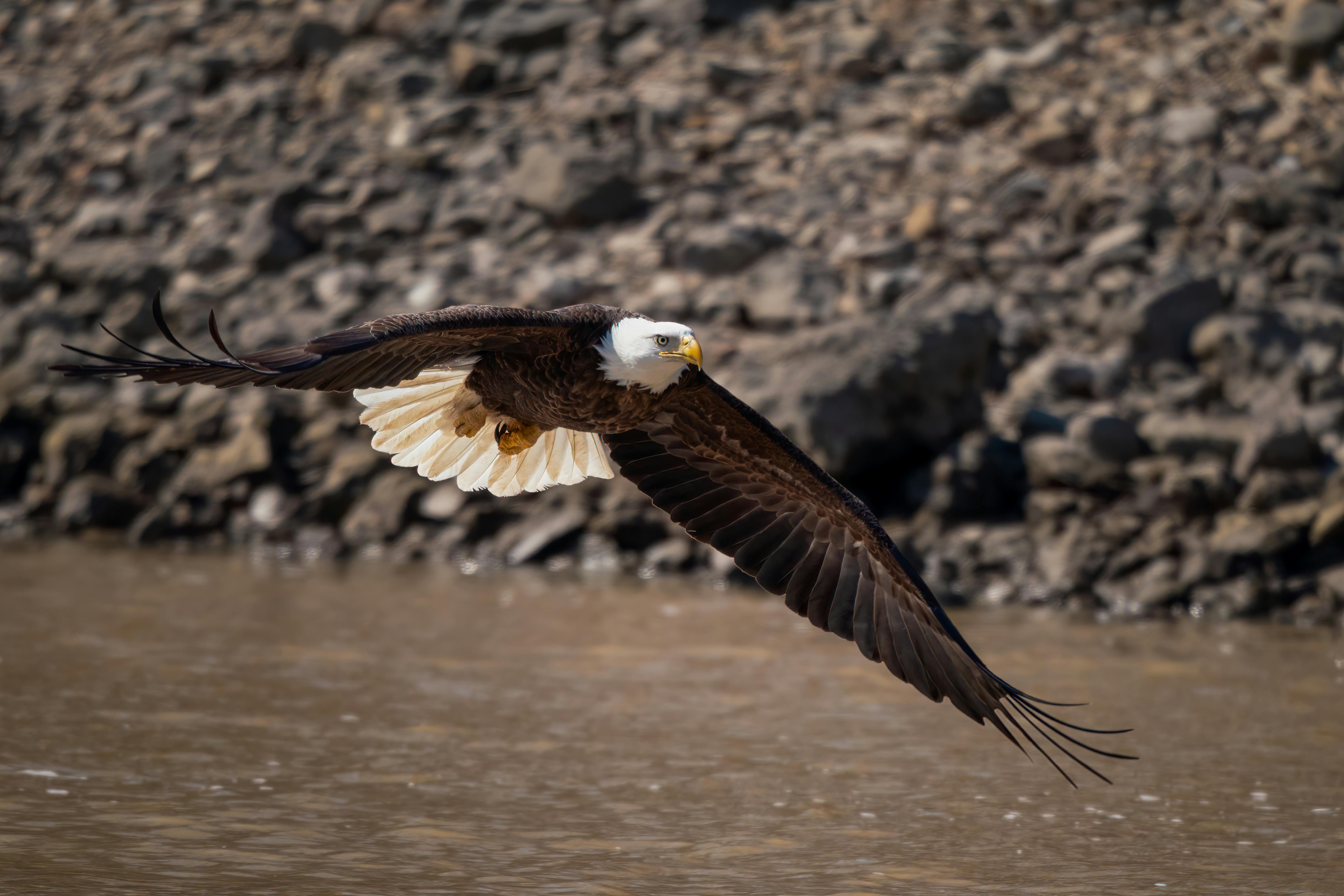 Brown and White Eagle Flying over the Body of Water · Free Stock Photo