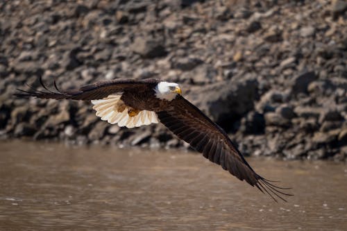 Selective Focus Photo of a White and Brown Bald Eagle