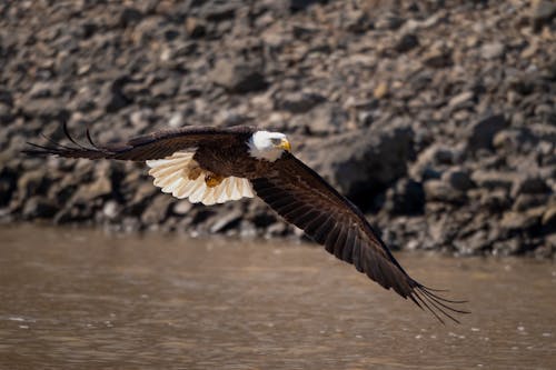 Foto profissional grátis de água-de-cabeça-branca, animal, asas