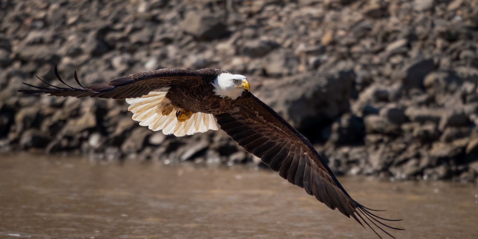 A bald eagle soaring over a rocky riverbank