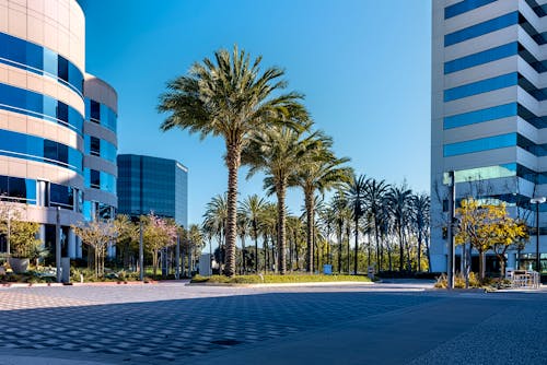 Free Green Palm Trees in the Building Complex Roadway Stock Photo