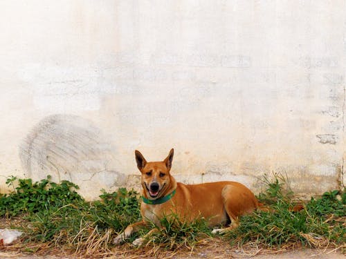 Gratuit Imagine de stoc gratuită din adorabil, animal de casă, animal domestic Fotografie de stoc
