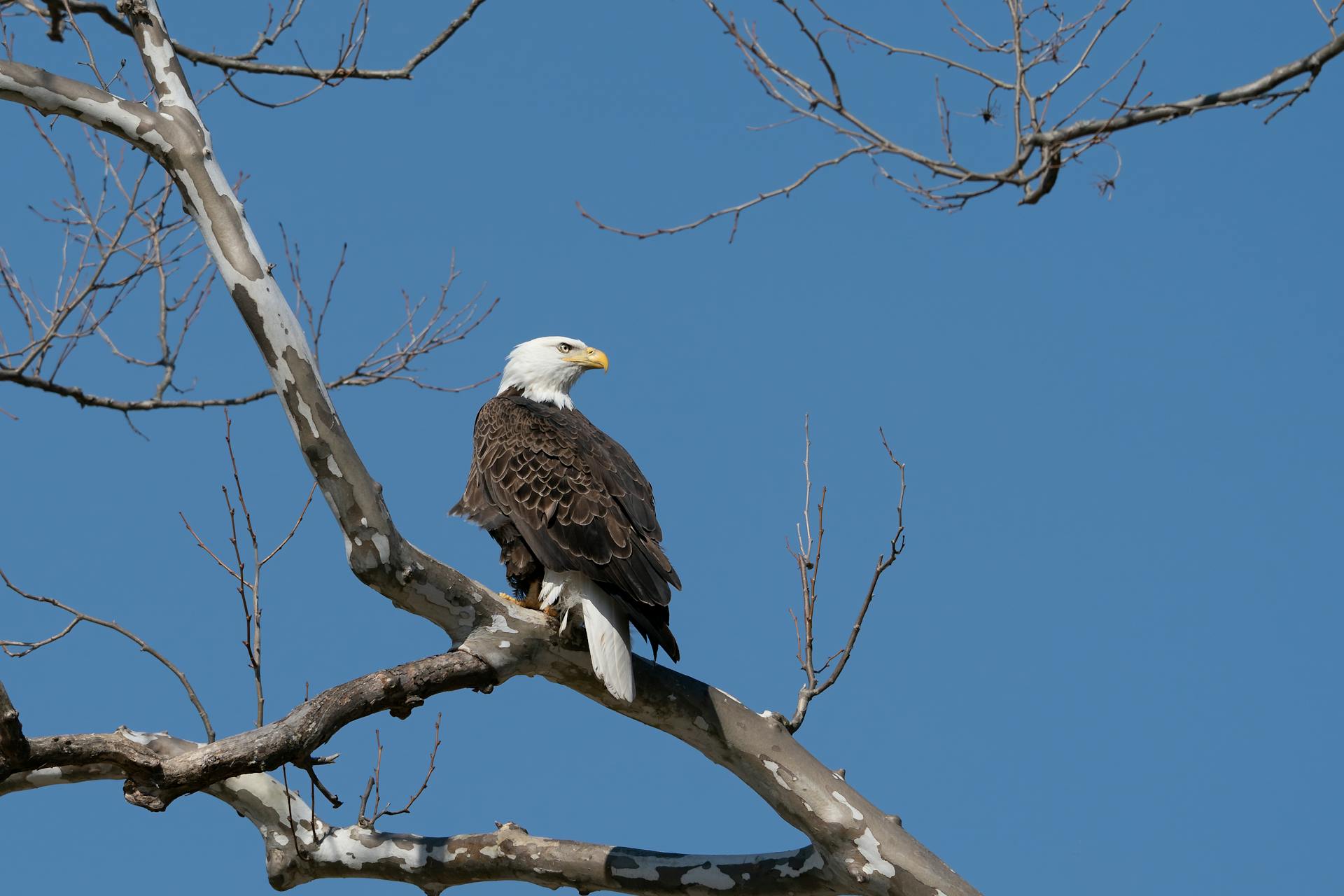 Stunning shot of an American Bald Eagle perched on a barren tree against a clear blue sky.