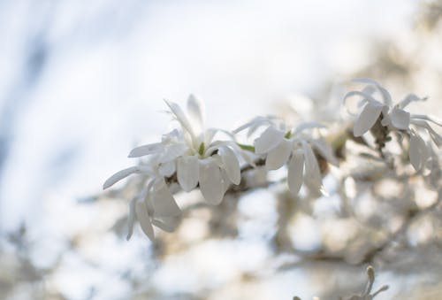 Gratis arkivbilde med anlegg, blomster, fjær