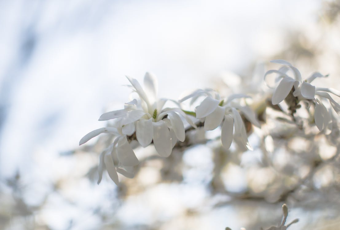 Gratis Bunga Petaled Putih Pada Siang Hari Foto Stok