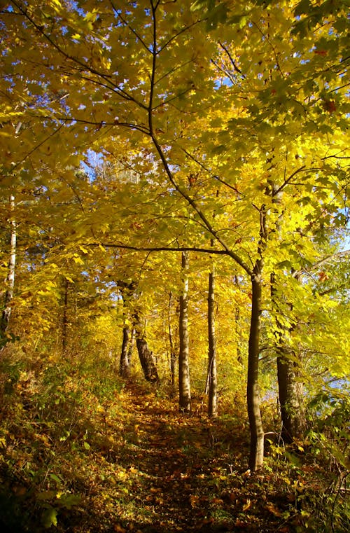 Kostenlos Kostenloses Stock Foto zu bäume, draußen, gelbe blätter Stock-Foto