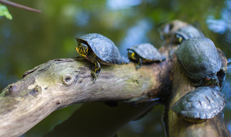 Gray Turtles Crawling On Tree Brunch