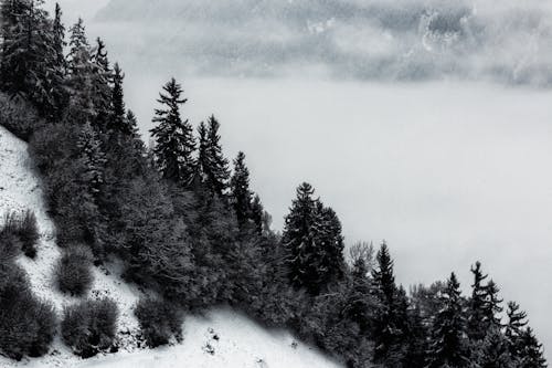 소나무와 산의 회색조 사진