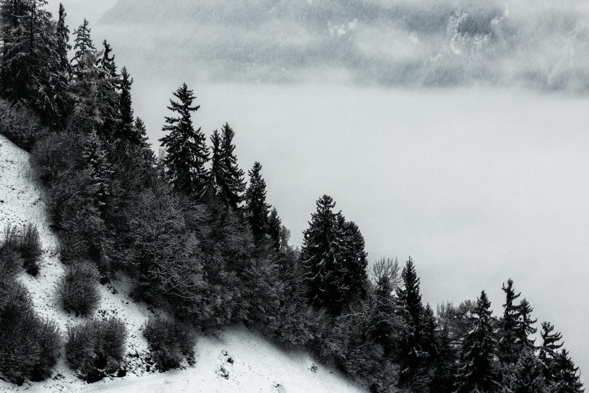 A serene winter landscape featuring snow-covered evergreen trees shrouded in mist and fog.