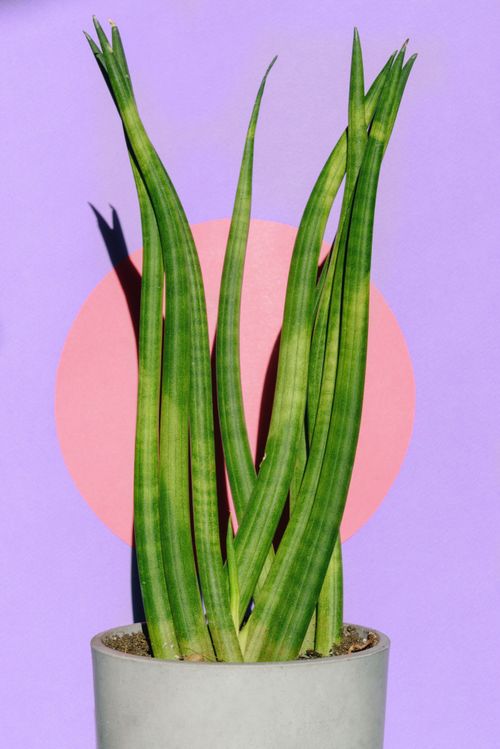 Free A minimalist photo of a potted Sansevieria plant against a vibrant purple and pink backdrop. Stock Photo