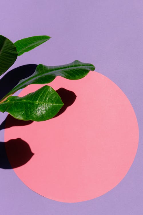 나뭇잎, 분홍색 원, 수직 쐈어의 무료 스톡 사진
