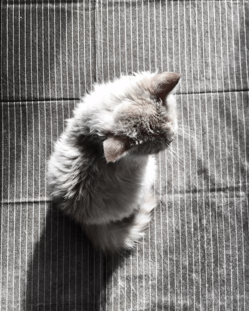 灰色の毛皮の猫
