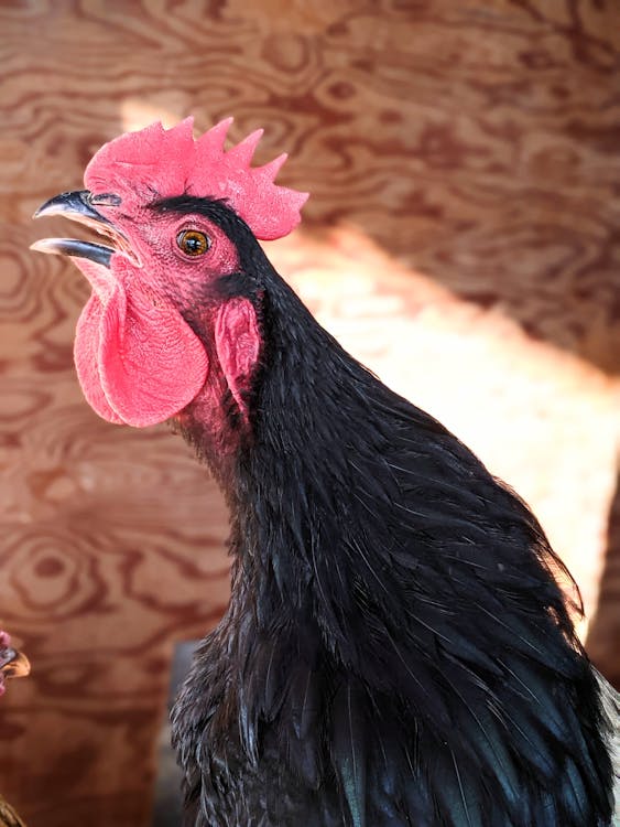 Black and Red Rooster With Beak Open