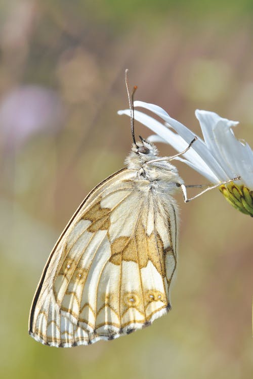 免费 白花上的白色和棕色蝴蝶 素材图片