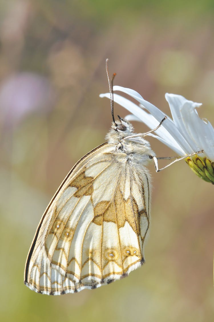 White And Brown Butterfly On White Flower