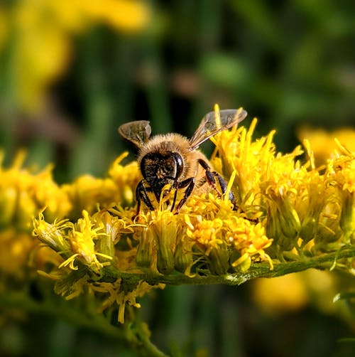Foto d'estoc gratuïta de abella, abellot, entomologia